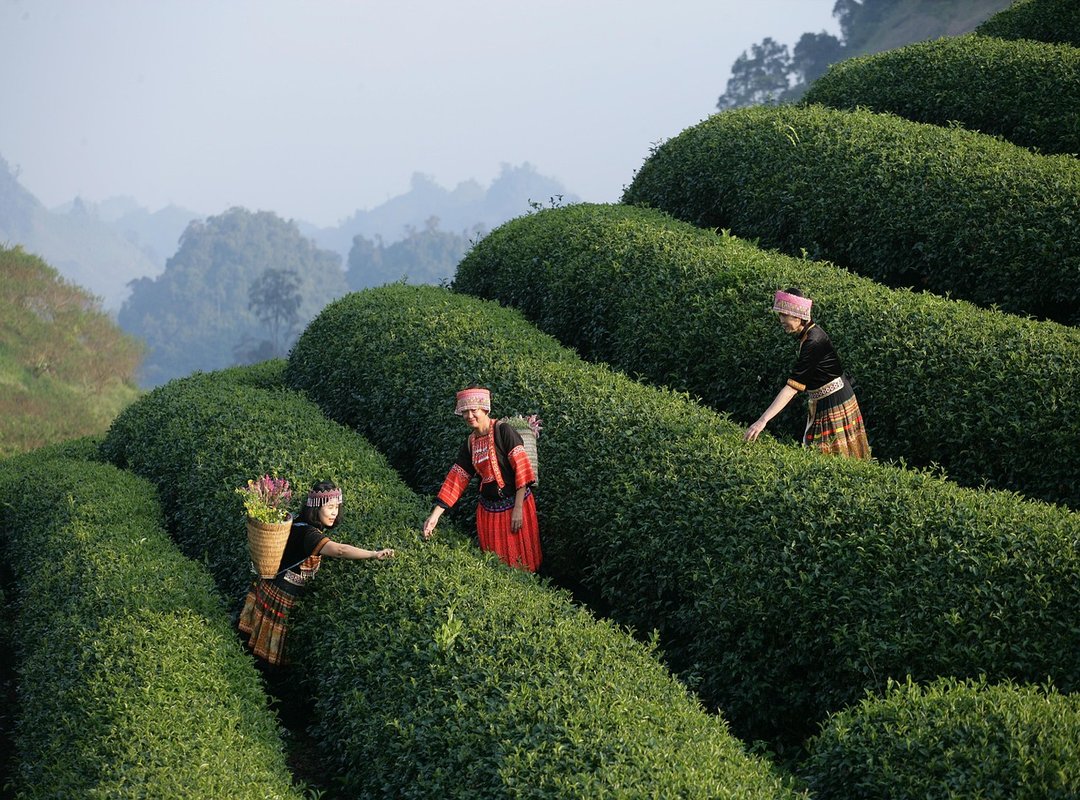 Dorgenven New Released