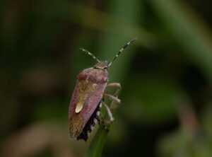 How to Fix Bug on Evebiohaztech