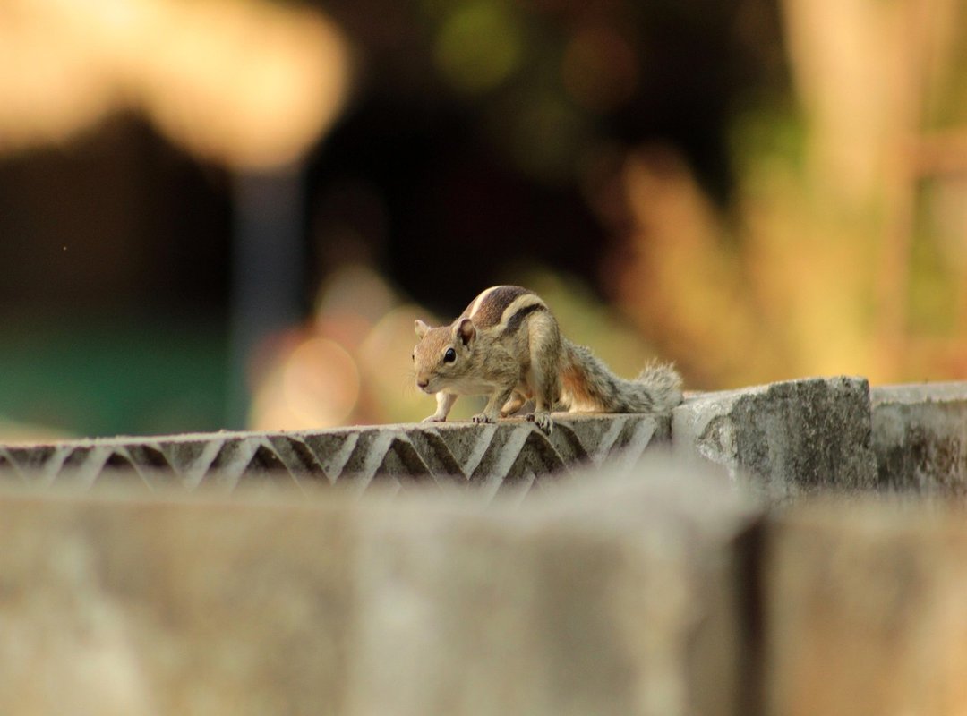 FAQs About Love GIFs with Squirrels